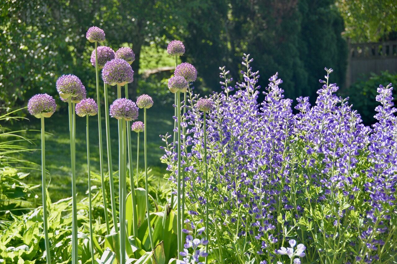 Alliums in bloom